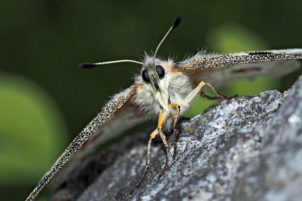 Roter Apollo: Fotoshooting und Abschied! (3.Foto) - Les adieux à mon ami, l'Apollon rouge! 