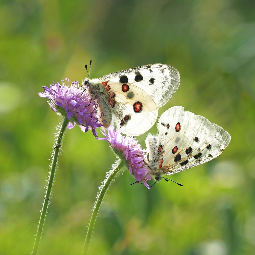 Roter Apollo oder Apollofalter (Parnassius apollo)