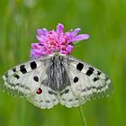 Roter Apollo oder Apollofalter (Parnassius apollo)