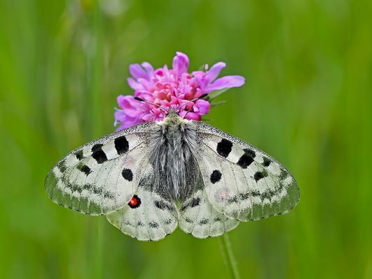 Roter Apollo oder Apollofalter (Parnassius apollo)