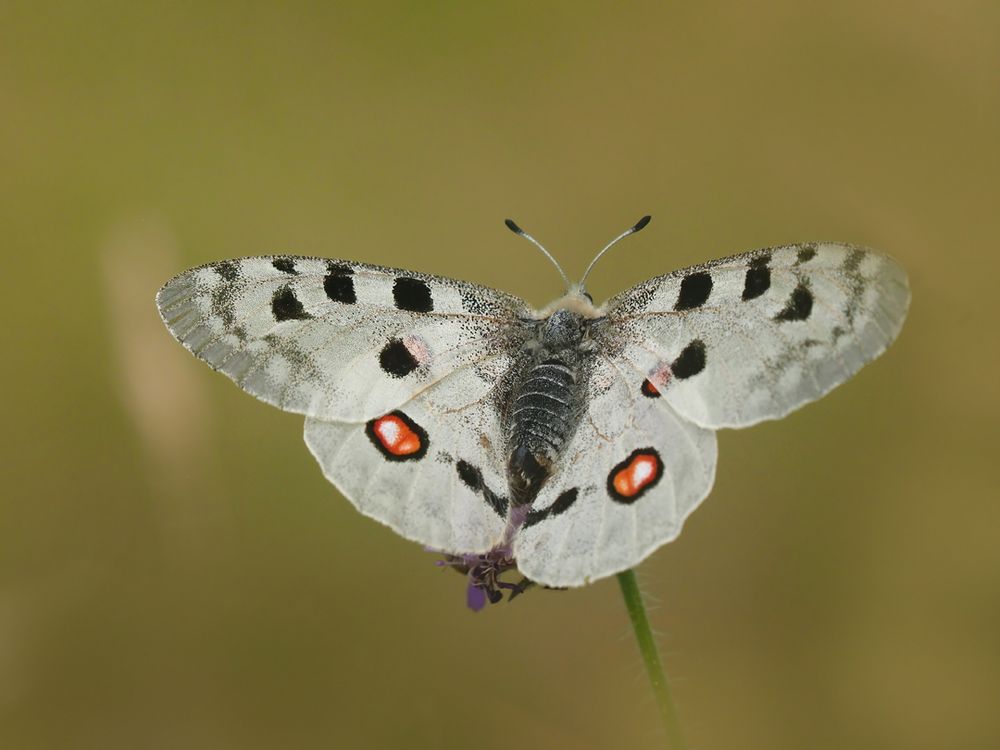  Roter Apollo oder Apollofalter (Parnassius apollo)