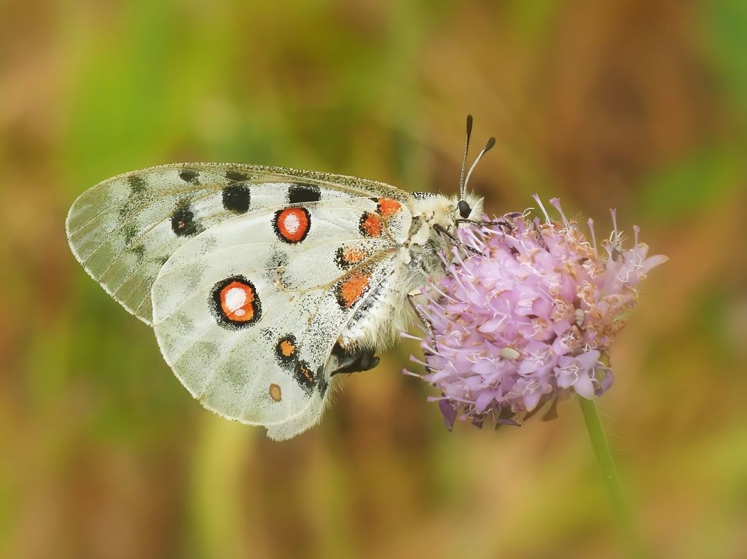 Roter Apollo oder Apollofalter (Parnassius apollo) 