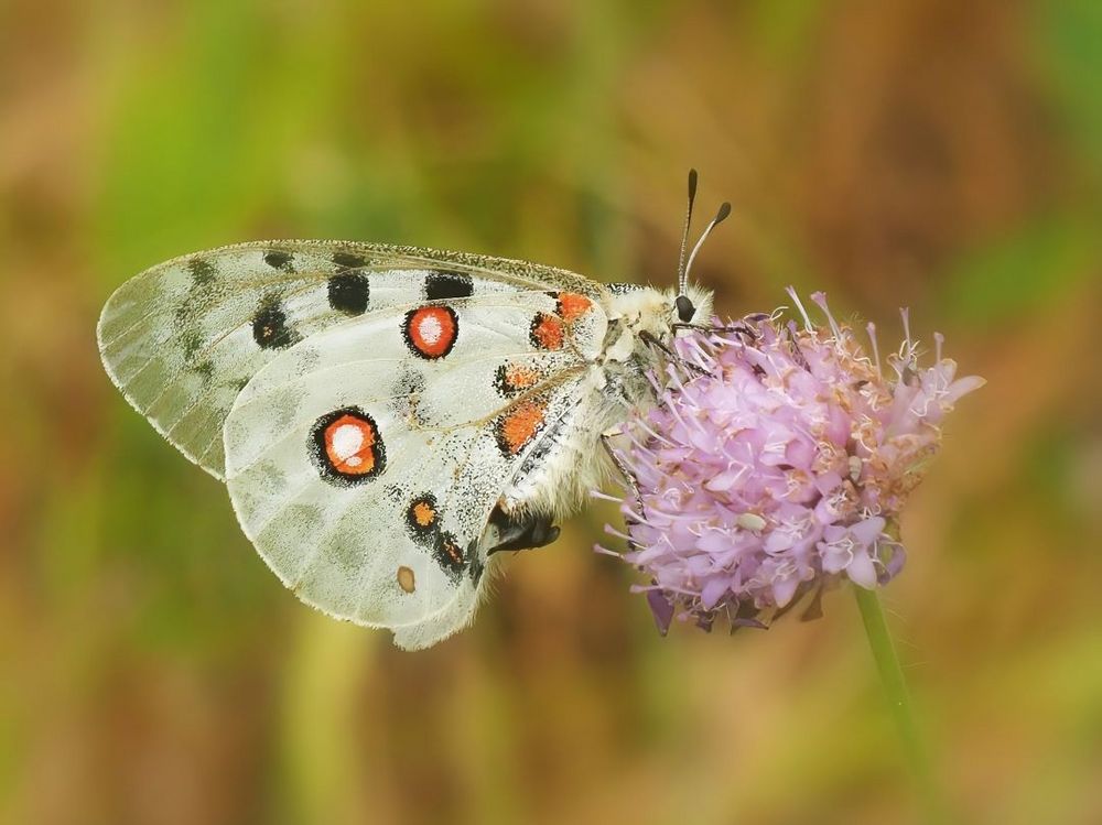 Roter Apollo oder Apollofalter (Parnassius apollo) 