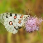 Roter Apollo oder Apollofalter (Parnassius apollo) 