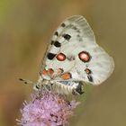 Roter Apollo oder Apollofalter (Parnassius apollo)