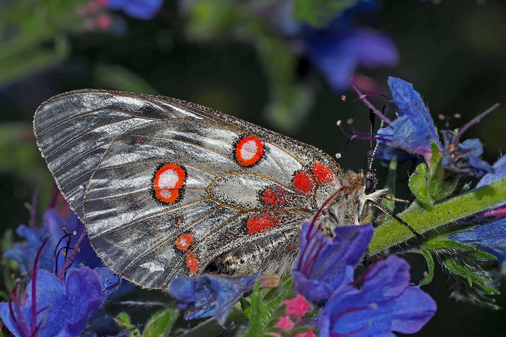 Roter Apollo oder Apollofalter (Parnassius apollo) - L'Apollon rouge.