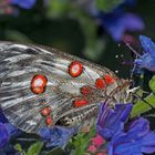 Roter Apollo oder Apollofalter (Parnassius apollo) - L'Apollon rouge.