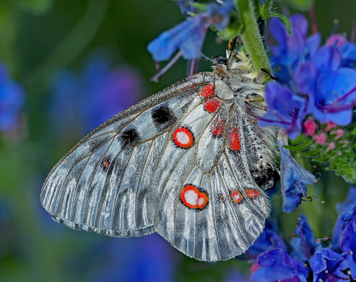 Roter Apollo oder Apollofalter (Parnassius apollo) - L'Apollon rouge.