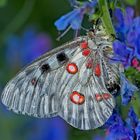 Roter Apollo oder Apollofalter (Parnassius apollo) - L'Apollon rouge.