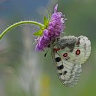 Roter Apollo oder Apollofalter (Parnassius apollo) - L'Apollon rouge.