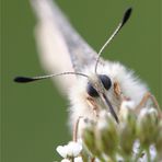 Roter Apollo (Parnassius apollo) #2