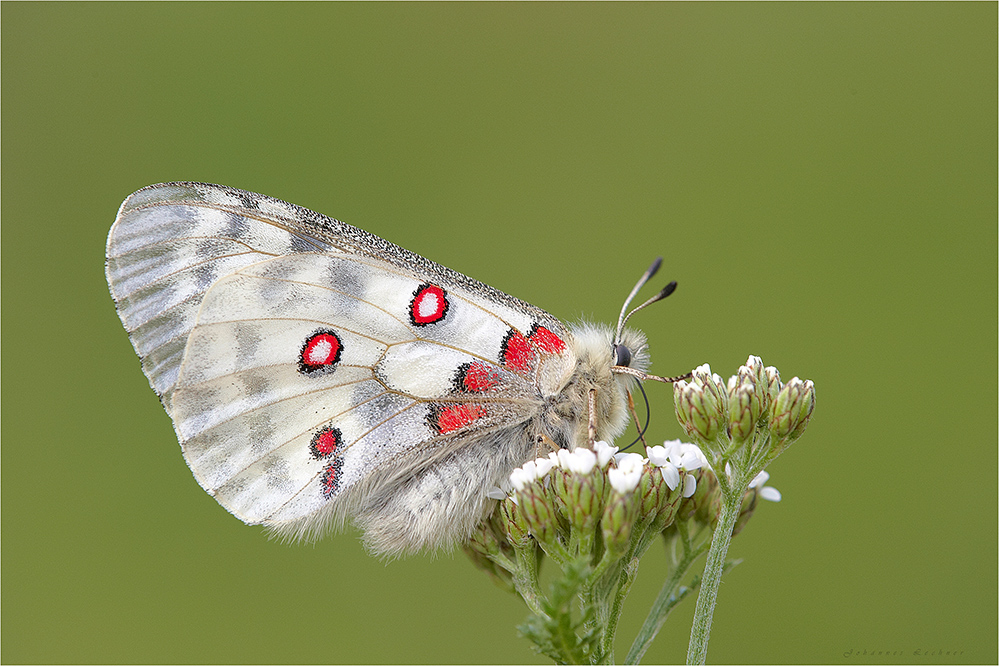 Roter Apollo (Parnassius apollo)