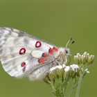 Roter Apollo (Parnassius apollo)