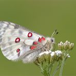 Roter Apollo (Parnassius apollo)