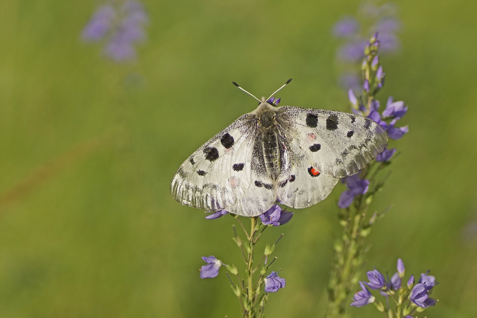 Roter Apollo (Parnassius apollo)