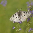 Roter Apollo (Parnassius apollo)