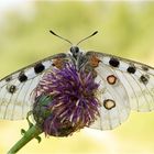 Roter Apollo - Parnassius apollo