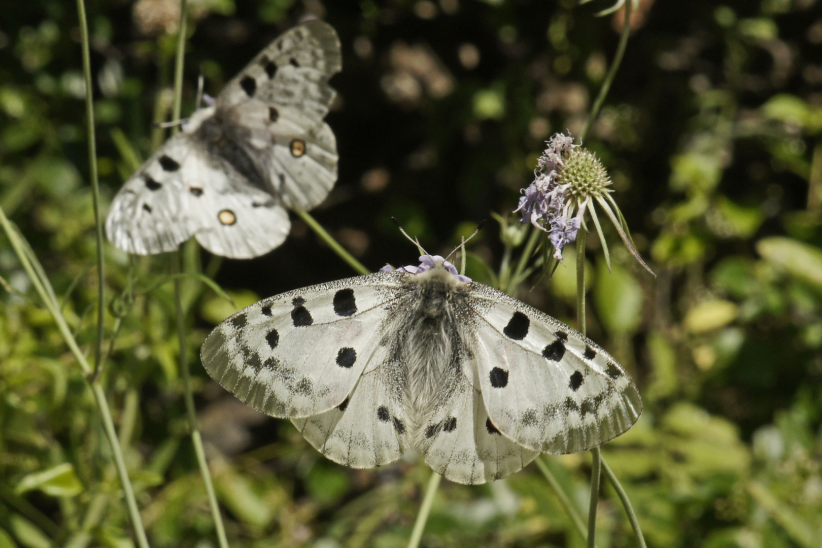 Roter Apollo (Parnassius apollo)