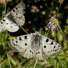 Roter Apollo (Parnassius apollo)