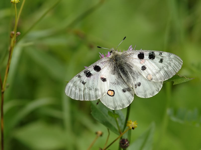 Roter Apollo (Parnassius apollo)