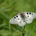 Roter Apollo (Parnassius apollo)