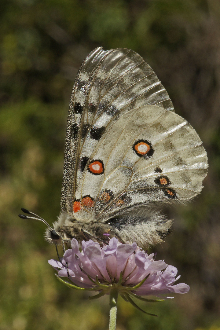 Roter Apollo (Parnassius apollo)