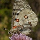 Roter Apollo (Parnassius apollo)