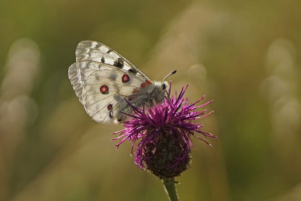 Roter Apollo (Parnassius apollo)