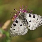 Roter Apollo (Parnassius apollo)