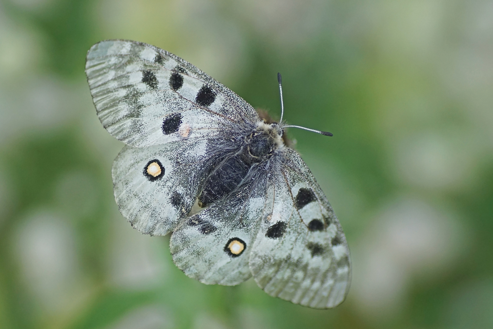 Roter Apollo (Parnassius apollo)