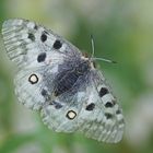 Roter Apollo (Parnassius apollo)