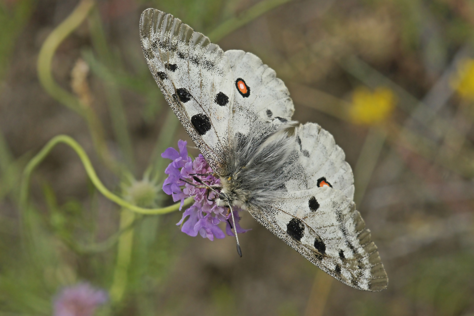 Roter Apollo (Parnassius apollo)