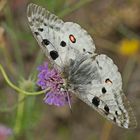 Roter Apollo (Parnassius apollo)