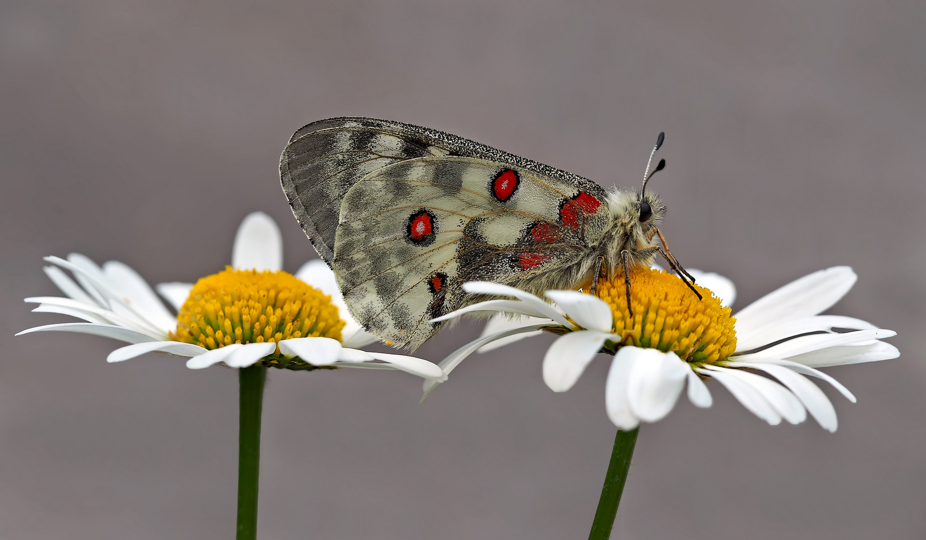 Roter Apollo (Parnassius apollo) im Fünf Stern Hotel! - Dans l'hôtel à cinq étoiles!