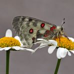 Roter Apollo (Parnassius apollo) im Fünf Stern Hotel! - Dans l'hôtel à cinq étoiles!