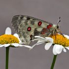 Roter Apollo (Parnassius apollo) im Fünf Stern Hotel! - Dans l'hôtel à cinq étoiles!