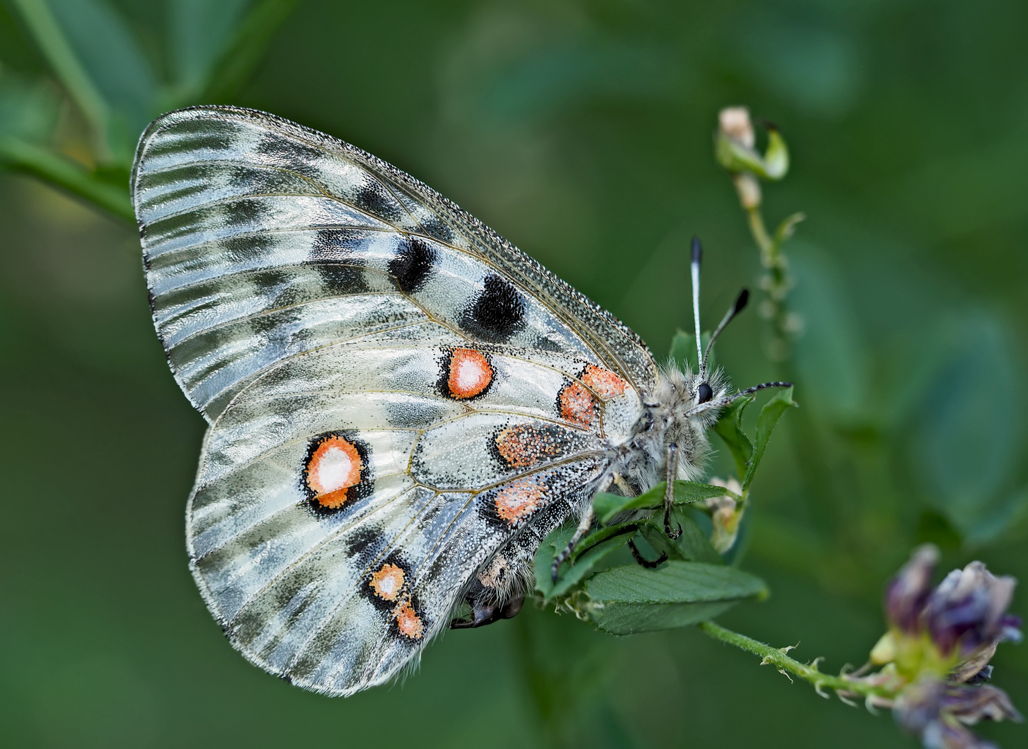 Roter Apollo (Parnassius apollo) - L'apollon en dormant tôt le matin...