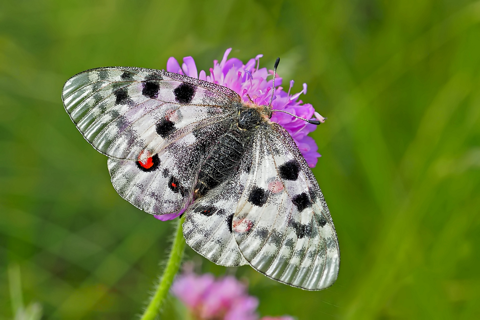 Roter Apollo (Parnassius apollo) - L'Apollon rouge! 