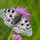 Roter Apollo (Parnassius apollo) - L'Apollon rouge! 