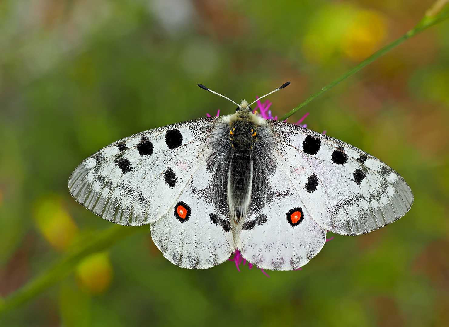 Roter Apollo (Parnassius apollo) - L'Apollon rouge! (Photo 1)