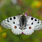 Roter Apollo (Parnassius apollo) - L'Apollon rouge! (Photo 1)