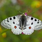 Roter Apollo (Parnassius apollo) - L'Apollon rouge! (Photo 1)