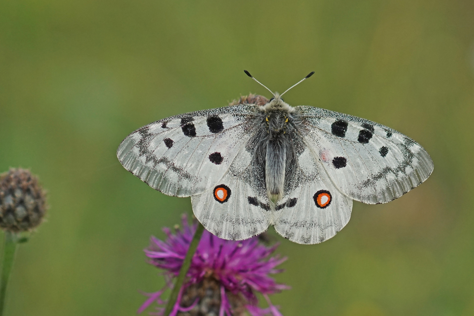 Roter Apollo (Parnassius apollo), Männchen