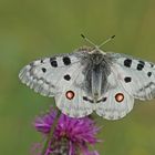 Roter Apollo (Parnassius apollo), Männchen