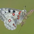 Roter Apollo (Parnassius apollo), Männchen