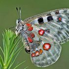 Roter Apollo (Parnassius apollo): Vorfreude auf wärmere Zeiten! - L'Apollon rouge!