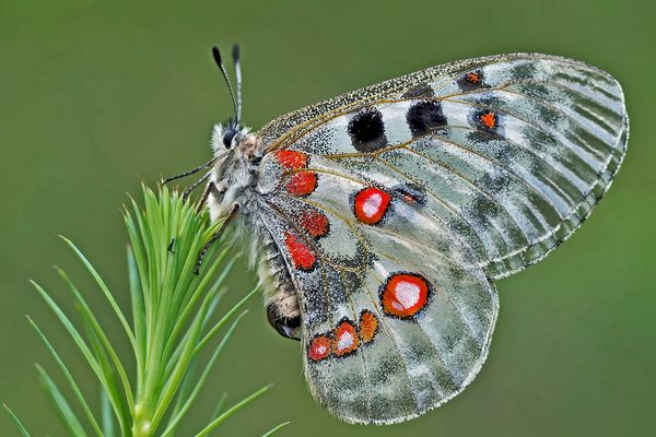 Roter Apollo (Parnassius apollo): Vorfreude auf wärmere Zeiten! - L'Apollon rouge!