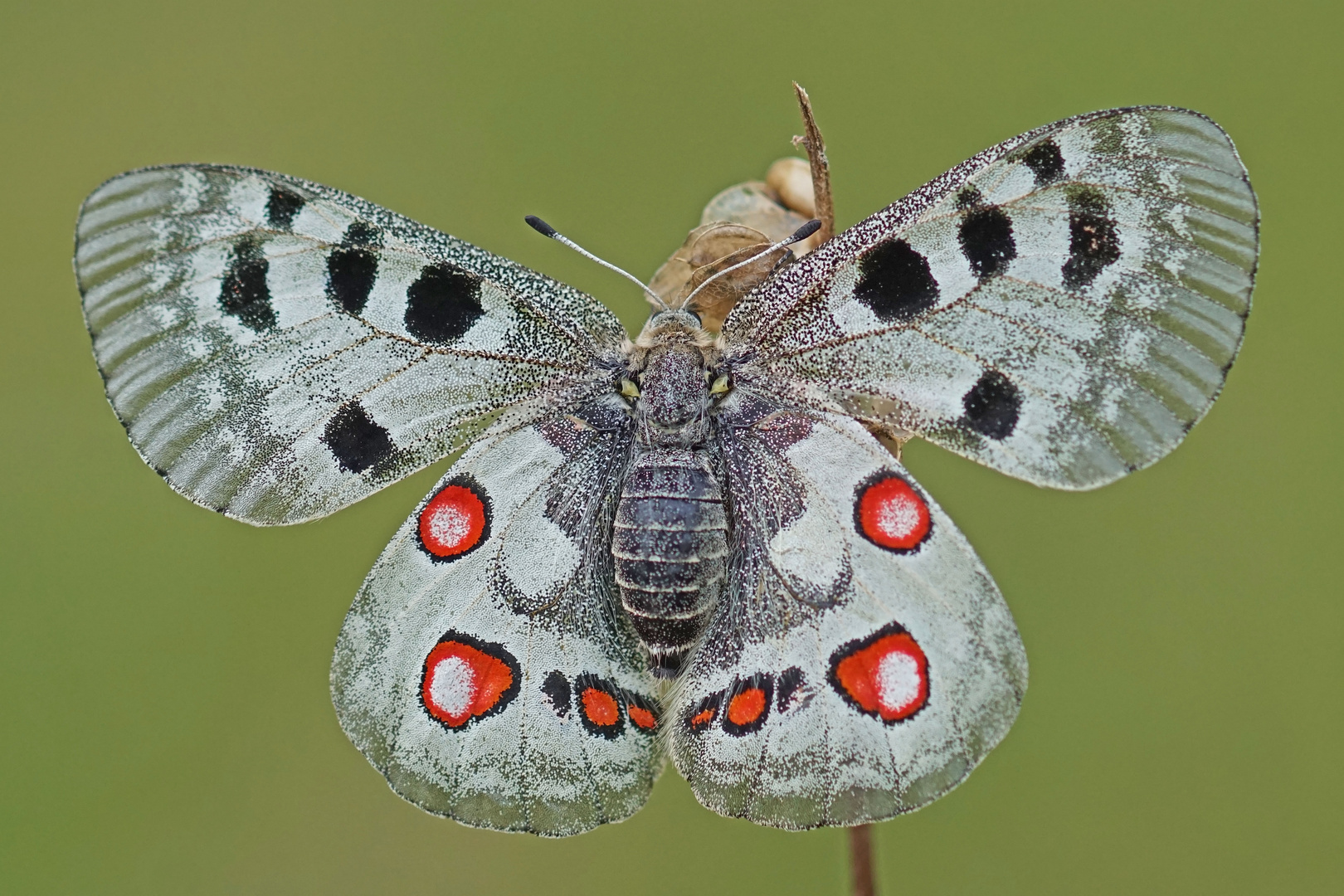 Roter Apollo (Parnassius apollo), Weibchen