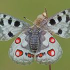 Roter Apollo (Parnassius apollo), Weibchen