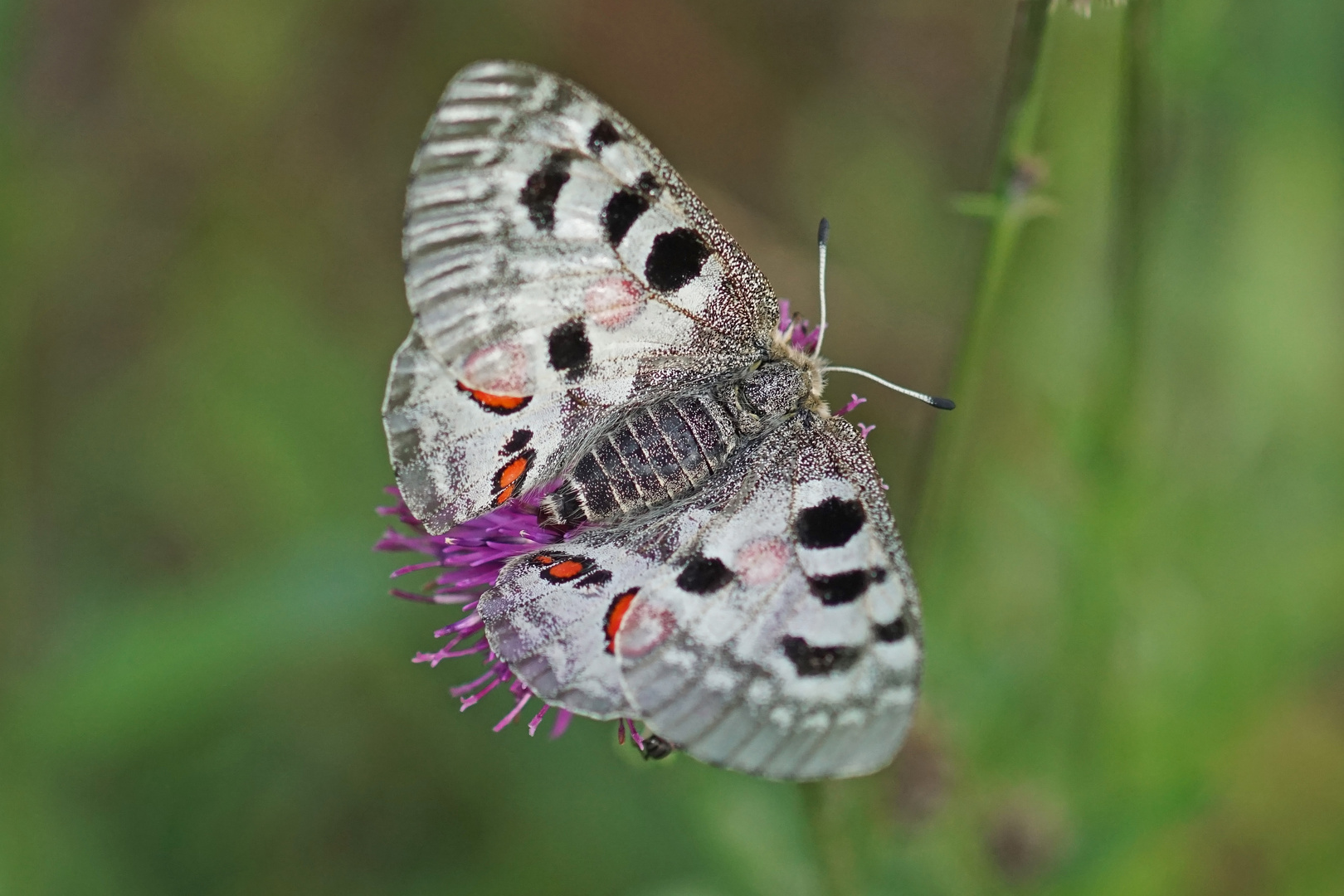 Roter Apollo (Parnassius apollo), Weibchen